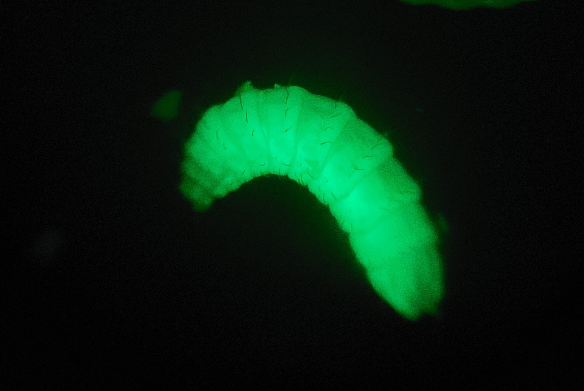 larva GMO